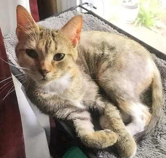 Photo of Sweet Pea