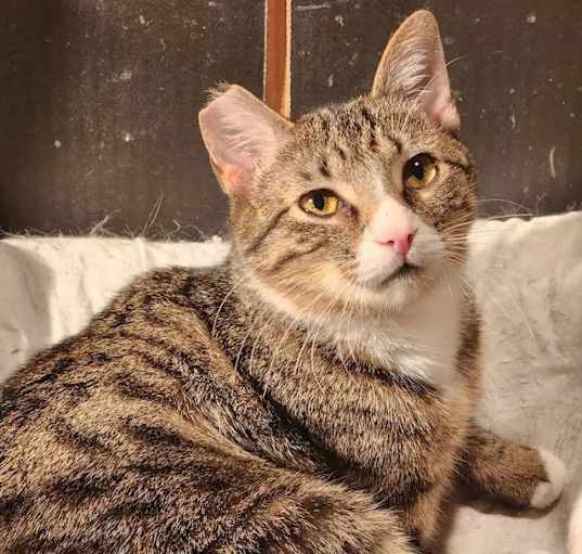 Photo of Bogey