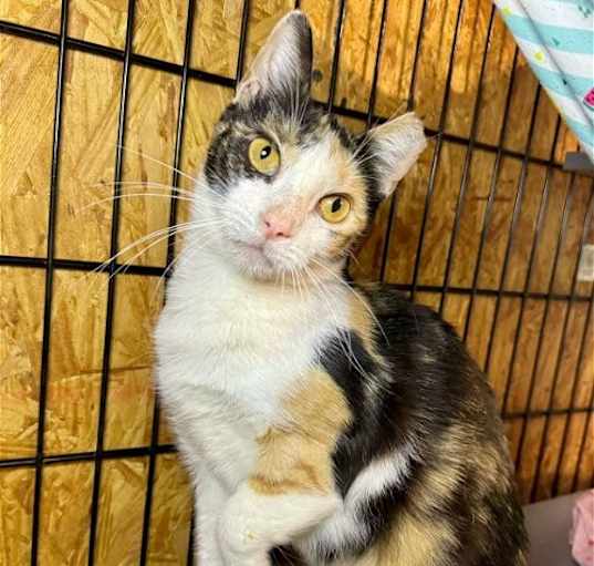 Photo of Apricot