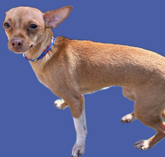 Photo of Peaches