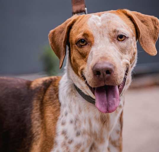 Photo of Rocco