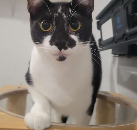 Photo of Milkshake