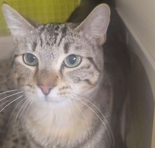 Photo of Cinnamon