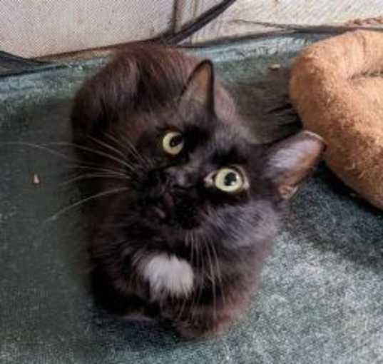 Photo of Casanova