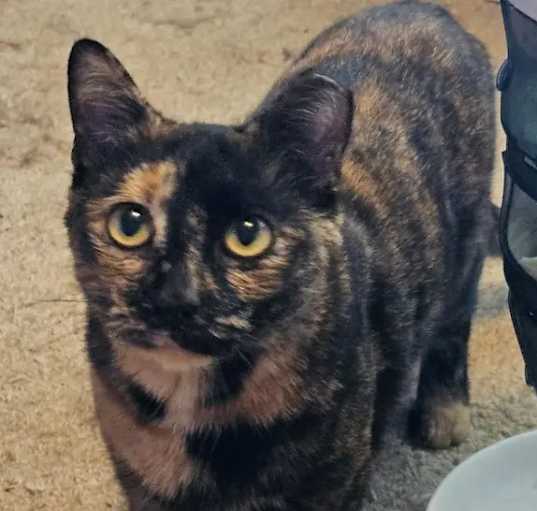 Photo of Sillybuns
