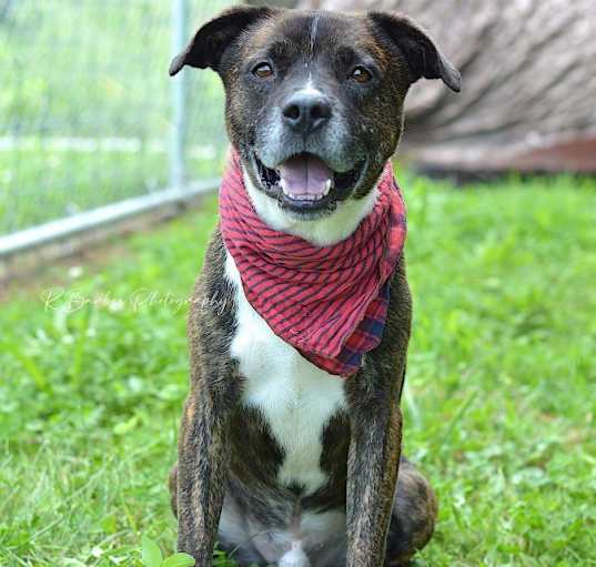 Photo of Dakota - Adoptable