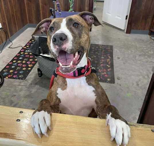 Photo of Bounce