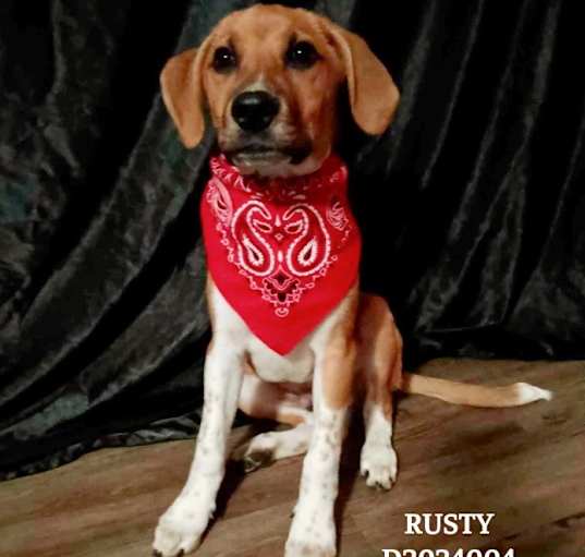 Photo of Rusty