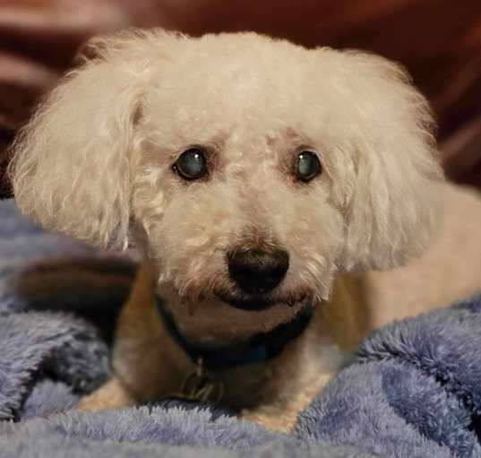 Photo of Odie - RICHMOND, IN