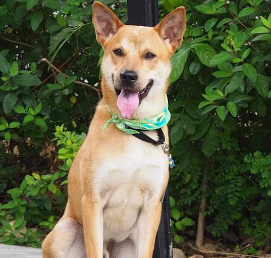 Photo of Hachi