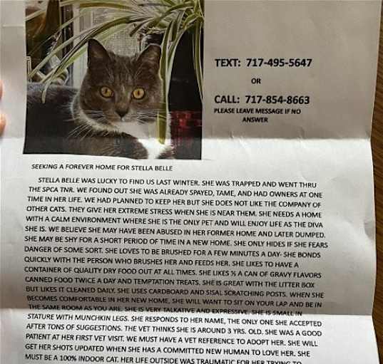 Photo of Stella Belle ***COURTESY POST***