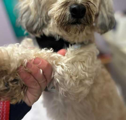 Photo of Harper-PUPPYMILL RESCUE