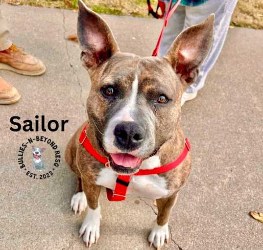 Photo of Sailor