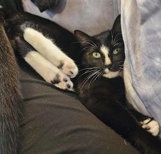 Photo of Bowtie