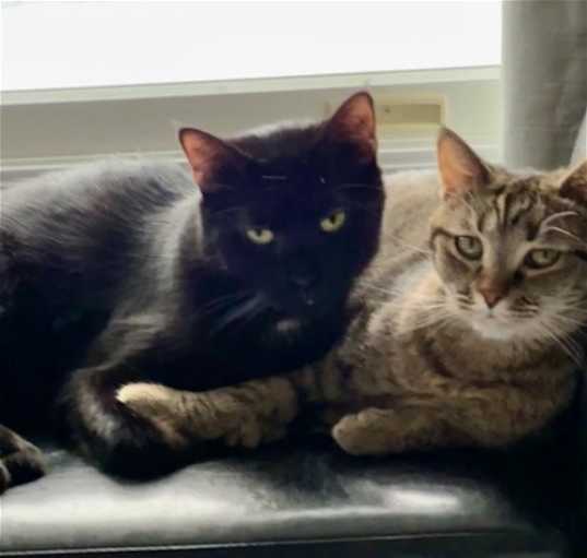 Photo of Peanut Butter (Kitty)