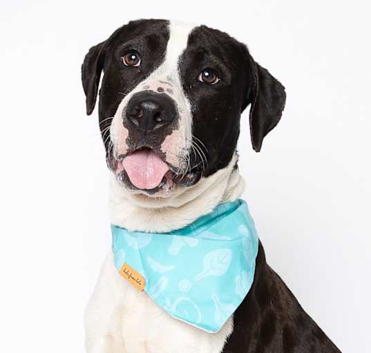 Photo of Sox