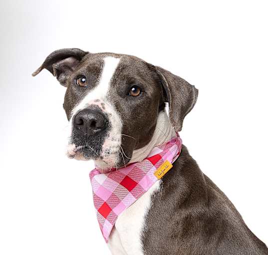 Photo of Nova