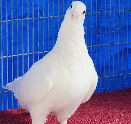 Photo of Jaskier