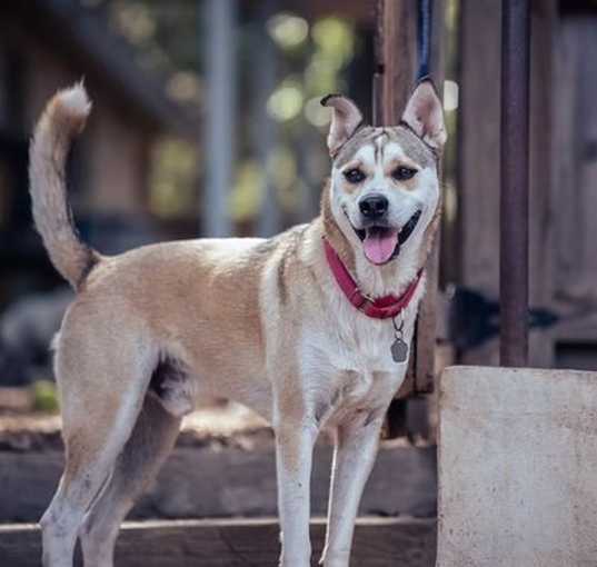 Photo of Chevy