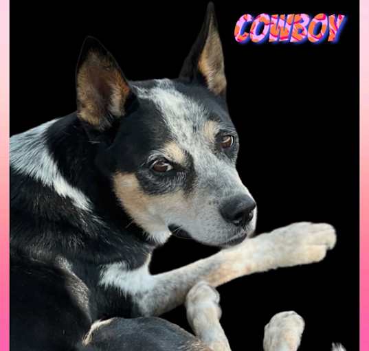 Photo of COWBOY