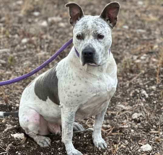 Photo of Oreo