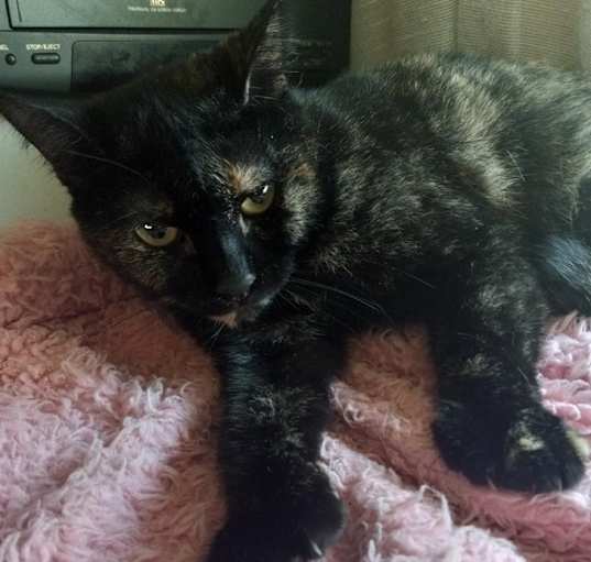 Photo of Shelly (polydactyl)