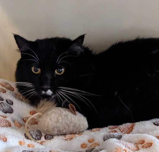 Photo of Tux