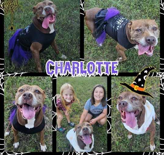 Photo of Charlotte