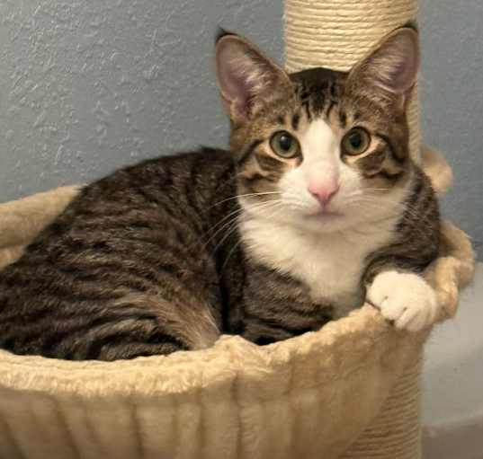 Photo of Annabelle