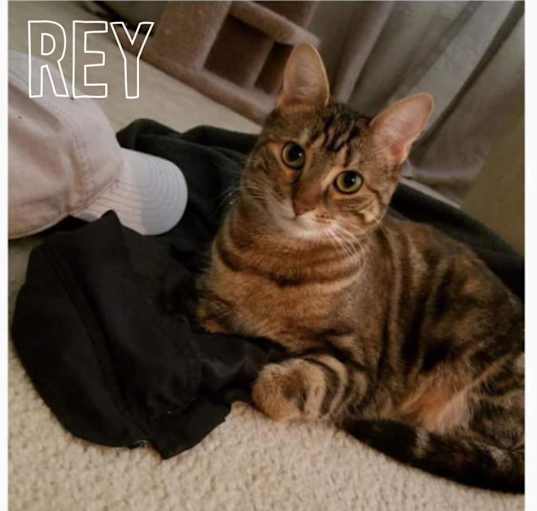 Photo of Rey