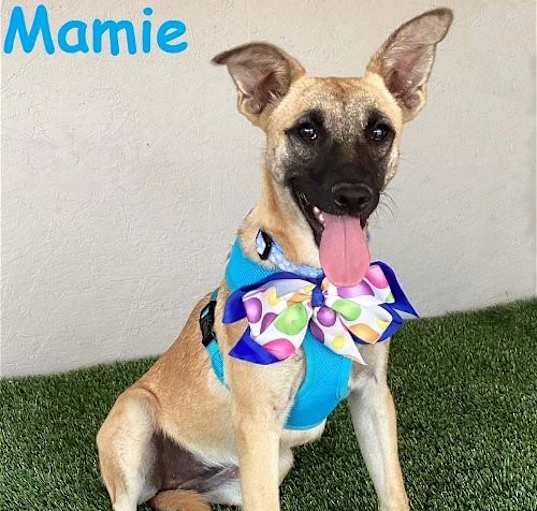 Photo of Mamie