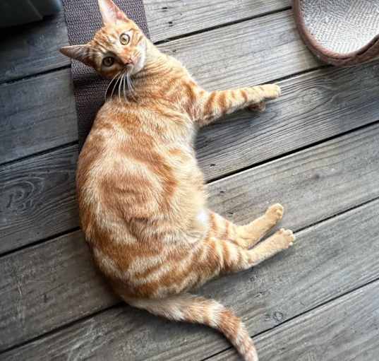 Photo of Cheeto and Cheezit