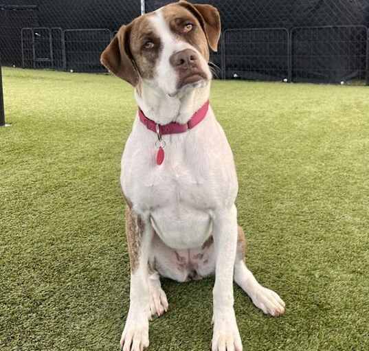 Photo of Ivy - Courtesy Post