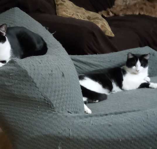 Photo of Bitsy