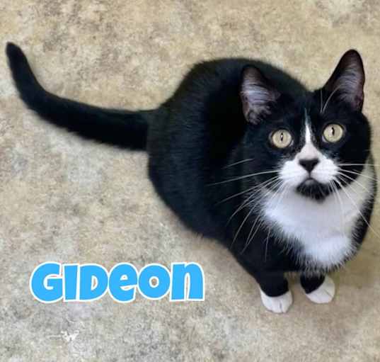 Photo of Gideon