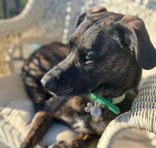 Photo of Lucky