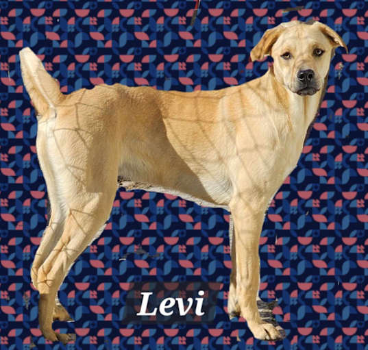Photo of Levi