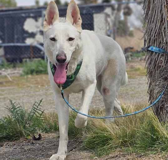 Photo of Luna(shepherd)