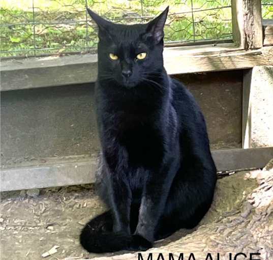 Photo of Mama Alice