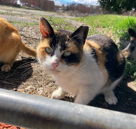 Photo of Barn-Farm Cats