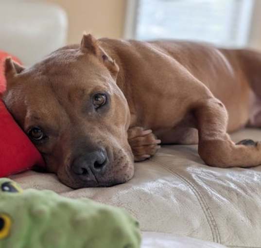 Photo of 2403-1243 Katana (Off Site Foster)
