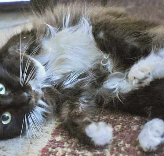 Photo of Taylor Kit (owner abandoned )