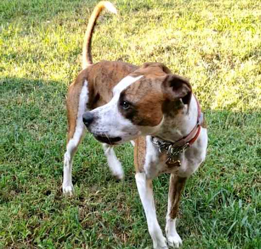 Photo of Luna