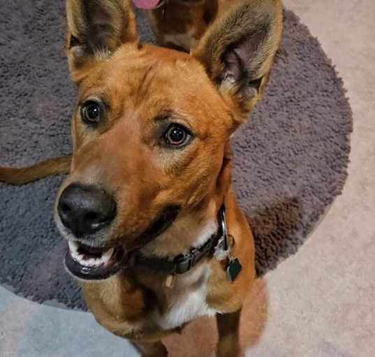 Photo of Jack (aka Kip)