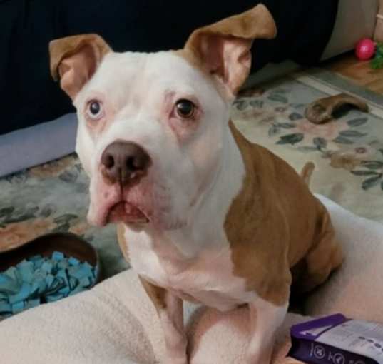 Photo of Louie