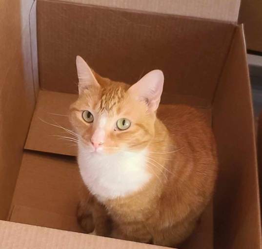 Photo of Peaches