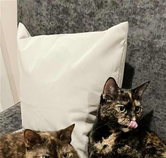 Photo of OLIVE & GINGER (BONDED PAIR)(COURTESY POST)