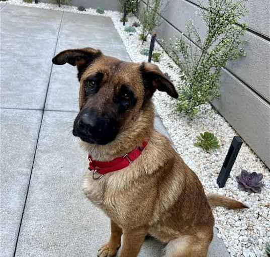 Photo of Roxie