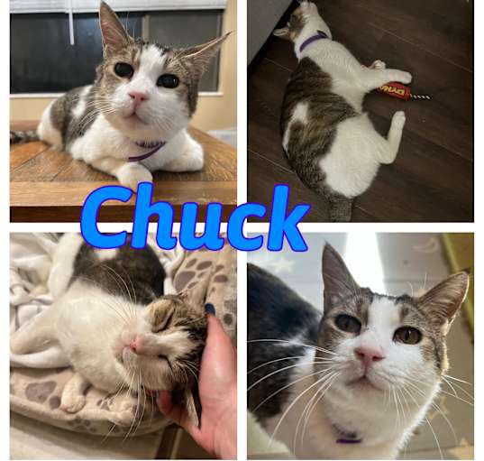 Photo of Chuck
