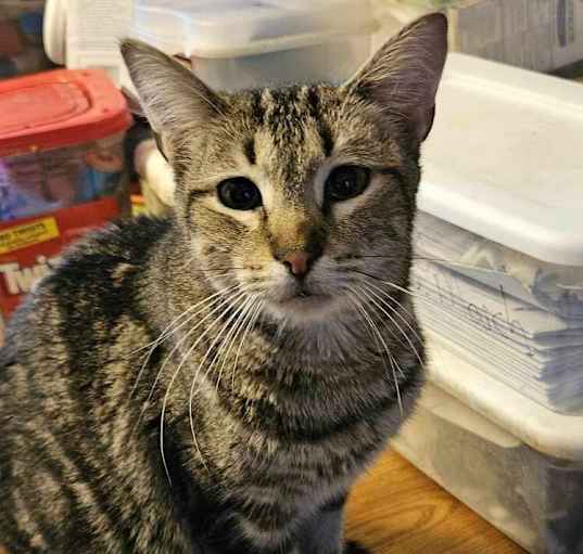 Photo of Misty